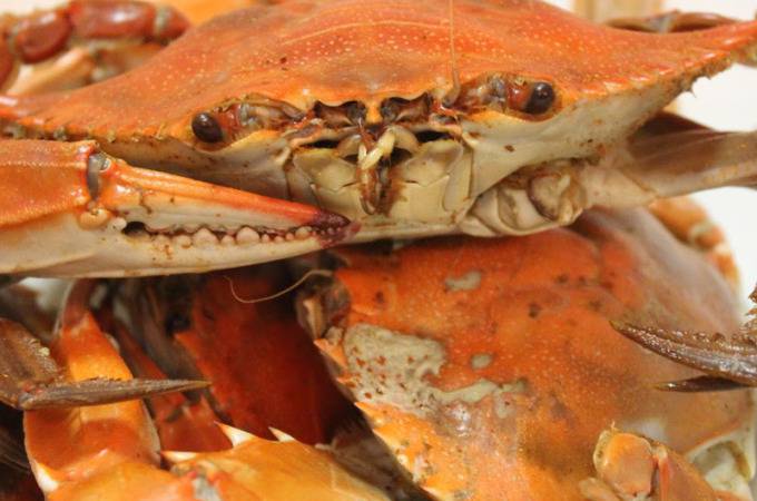 how-to-eat-maryland-blue-crabs