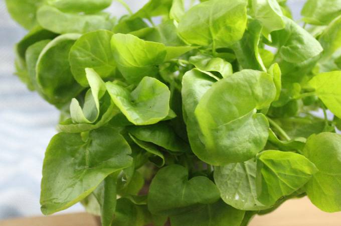 #2Ways2Percent - Watercress | Runaway Apricot